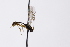  ( - CollHH3296)  @11 [ ] Creative Commons  Attribution Non-Commercial Share-Alike (2022) Hakon Haraldseide Unspecified