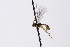  ( - CollHH3298)  @11 [ ] Creative Commons  Attribution Non-Commercial Share-Alike (2022) Hakon Haraldseide Unspecified
