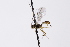  ( - CollHH3299)  @11 [ ] Creative Commons  Attribution Non-Commercial Share-Alike (2022) Hakon Haraldseide Unspecified