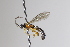  ( - CollHH3355)  @11 [ ] Creative Commons  Attribution Non-Commercial Share-Alike (2022) Hakon Haraldseide Unspecified