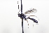  (Cymodusa ambigua - CollHH3436)  @11 [ ] Creative Commons  Attribution Non-Commercial Share-Alike (2022) Hakon Haraldseide Unspecified