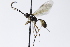  ( - CollHH3915)  @11 [ ] Creative Commons  Attribution Non-Commercial Share-Alike (2023) Hakon Haraldseide Unspecified