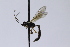  (Heterischnus pulex - CollHH3931)  @11 [ ] Creative Commons  Attribution Non-Commercial Share-Alike (2023) Hakon Haraldseide Unspecified