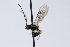  ( - CollHH3946)  @11 [ ] Creative Commons  Attribution Non-Commercial Share-Alike (2023) Hakon Haraldseide Unspecified