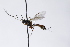  ( - CollHH3964)  @11 [ ] Creative Commons  Attribution Non-Commercial Share-Alike (2023) Hakon Haraldseide Unspecified