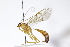  (Netelia vinulae - CollHH3982)  @11 [ ] Creative Commons  Attribution Non-Commercial Share-Alike (2023) Hakon Haraldseide Unspecified