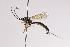  (Diblastomorpha rostrata - CollHH4018)  @11 [ ] Creative Commons  Attribution Non-Commercial Share-Alike (2025) Hakon Haraldseide Unspecified