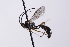  ( - CollHH4095)  @11 [ ] Creative Commons  Attribution Non-Commercial Share-Alike (2024) Hakon Haraldseide Unspecified