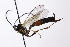  (Dusona stenogaster - CollHH4103)  @11 [ ] Creative Commons  Attribution Non-Commercial Share-Alike (2024) Hakon Haraldseide Unspecified
