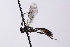  (Nepiesta tricingulata - CollHH4108)  @11 [ ] Creative Commons  Attribution Non-Commercial Share-Alike (2024) Hakon Haraldseide Unspecified