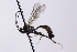  ( - CollHH4109)  @11 [ ] Creative Commons  Attribution Non-Commercial Share-Alike (2024) Hakon Haraldseide Unspecified