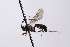  (Synetaeris - CollHH4111)  @11 [ ] Creative Commons  Attribution Non-Commercial Share-Alike (2024) Hakon Haraldseide Unspecified