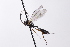  ( - CollHH4112)  @11 [ ] Creative Commons  Attribution Non-Commercial Share-Alike (2024) Hakon Haraldseide Unspecified