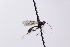  (Meloboris dimicatellae - CollHH4124)  @11 [ ] Creative Commons  Attribution Non-Commercial Share-Alike (2024) Hakon Haraldseide Unspecified