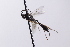  (Tranosema variabile - CollHH4128)  @11 [ ] Creative Commons  Attribution Non-Commercial Share-Alike (2024) Hakon Haraldseide Unspecified