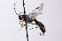  (Tranosema nigridens - CollHH4168)  @11 [ ] Creative Commons  Attribution Non-Commercial Share-Alike (2024) Hakon Haraldseide Unspecified
