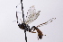  (Hyposoter ruficrus - CollHH4172)  @11 [ ] Creative Commons  Attribution Non-Commercial Share-Alike (2024) Hakon Haraldseide Unspecified