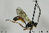  (Pantorhaestes xanthostomus - CollHH502)  @14 [ ] Creative Commons  Attribution Non-Commercial Share-Alike (2018) Hakon Haraldseide Unspecified