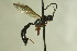  (Dirophanes callopus - CollHH729)  @12 [ ] Creative Commons  Attribution Non-Commercial Share-Alike (2018) Hakon Haraldseide Unspecified