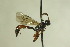  (Dirophanes - CollHH732)  @13 [ ] Creative Commons  Attribution Non-Commercial Share-Alike (2018) Hakon Haraldseide Unspecified
