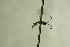  (Dilleritomus - CollHH740)  @12 [ ] Creative Commons  Attribution Non-Commercial Share-Alike (2018) Hakon Haraldseide Unspecified
