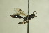  (Dicaelotus pumilus - CollHH744)  @14 [ ] Creative Commons  Attribution Non-Commercial Share-Alike (2018) Hakon Haraldseide Unspecified