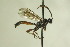  (Baeosemus mitigosus - CollHH752)  @13 [ ] Creative Commons  Attribution Non-Commercial Share-Alike (2018) Hakon Haraldseide Unspecified