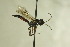  (Tycherus brunneus - CollHH802)  @14 [ ] Creative Commons  Attribution Non-Commercial Share-Alike (2018) Hakon Haraldseide Unspecified