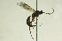  (Javra opaca - CollHH854)  @11 [ ] Creative Commons  Attribution Non-Commercial Share-Alike (2018) Hakon Haraldseide Unspecified
