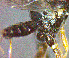  ( - CollHH3210)  @11 [ ] CreativeCommons - Attribution Share-Alike (2021) Unspecified NTNU University Museum, Department of Natural History