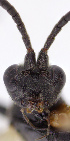  ( - CollHH3161)  @11 [ ] CreativeCommons - Attribution Share-Alike (2021) Hakon Haraldseide NTNU University Museum, Department of Natural History
