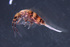  ( - 1814D10_RU032)  @14 [ ] CreativeCommons - Attribution Non-Commercial Share-Alike (2010) Unspecified The Research Collection of Louis Deharveng and Anne Bedos