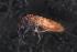  (EntomobryidaeGEN sp. DPCOL77011 - 2955F02_ALPtemp16)  @14 [ ] Unspecified (default): All Rights Reserved  Unspecified Unspecified