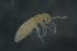  (EntomobryidaeGEN sp. DPCOL70166 - 6340589G11_Vn06178)  @13 [ ] CreativeCommons - Attribution Non-Commercial Share-Alike (2010) Unspecified The Research Collection of Louis Deharveng and Anne Bedos