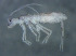  (Tomocerus problematicus - 10785H07_09Faille10)  @13 [ ] CreativeCommons - Attribution Non-Commercial Share-Alike (2011) Louis Deharveng MNHN