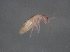 (Heteromurus major - 11467E11_10CH01)  @11 [ ] CreativeCommons - Attribution Non-Commercial Share-Alike (2011) Louis Deharveng Unspecified