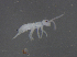 (Tomocerus baudoti - 11467C12_24050)  @11 [ ] CreativeCommons - Attribution Non-Commercial Share-Alike (2011) Louis Deharveng Unspecified