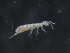  ( - 16707-B07)  @13 [ ] CreativeCommons - Attribution (2010) David Porco Centre for Biodiversity Genomics
