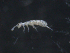  ( - 16707-B08)  @13 [ ] CreativeCommons - Attribution (2010) David Porco Centre for Biodiversity Genomics