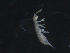  ( - 16707-C08)  @13 [ ] CreativeCommons - Attribution (2010) David Porco Centre for Biodiversity Genomics