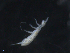  ( - 16707-D01)  @13 [ ] CreativeCommons - Attribution (2010) David Porco Centre for Biodiversity Genomics