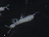  ( - 16707-D03)  @13 [ ] CreativeCommons - Attribution (2010) David Porco Centre for Biodiversity Genomics