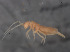  (Heteromurus absoloni - 10785A10_ETA050)  @11 [ ] CreativeCommons - Attribution Non-Commercial Share-Alike (2011) Louis Deharveng MNHN