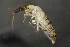  (Orchesella multifasciata - 06141C02_MDS1112)  @14 [ ] CreativeCommons - Attribution Non-Commercial No Derivatives (2011) Galina Bushmakiu Institute of Zoology of ASM, Moldova