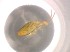  (Entomobrya marginata L3 - 06141E12_MDS1134)  @13 [ ] Unspecified (default): All Rights Reserved  Unspecified Unspecified