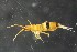  (Orchesella pseudobifasciata - 06142B08_MDN1103)  @14 [ ] CreativeCommons - Attribution Non-Commercial No Derivatives (2011) Galina Bushmakiu Institute of Zoology of ASM, Moldova