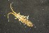  (Orchesella spectabilis - 11595C06_MDC1146)  @14 [ ] CreativeCommons - Attribution Non-Commercial No Derivatives (2011) Galina Bushmakiu Institute of Zoology of ASM, Moldova