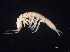  (Stenasellidae - 24250C12_46Q18001)  @11 [ ] CreativeCommons  Attribution Non-Commercial Share-Alike (2019) Louis Deharveng MNHN Paris