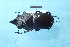  (Prosopocoilus serricornis - CLV7906)  @11 [ ] CreativeCommons  Attribution Non-Commercial Share-Alike (2018) Carlos Lopez Vaamonde Institut National de la Recherche Agronomique, Zoologie Forestiere