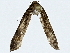  ( - BIOUG85477-F09)  @11 [ ] CreativeCommons - Attribution (2022) CBG Photography Group Centre for Biodiversity Genomics